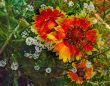 flowers-persianv-photo_(10).jpg