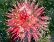 flowers-persianv-photo_(2).jpg