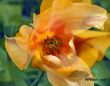 flowers-persianv-photo_(23).jpg