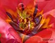 flowers-persianv-photo_(25).jpg