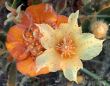 flowers-persianv-photo_(5).jpg