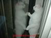 fun-persianv.com_(53)_w.jpg