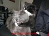 funny-persianv.com_(39)_w.jpg