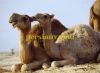 funny4-persianv.com_(47)_w.jpg