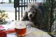 funpic-persianv_(12).jpg