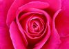 flower-persianv.com_(11).jpg
