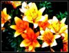 flower-persianv.com_(5).jpg