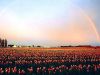 flower-persianv.com_(8).jpg
