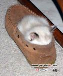 fun-pic-heyvanat_(125).jpg