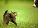fun-pic-heyvanat_(265).jpg