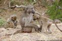 persianv.com-hayatevahsh_(4).jpg