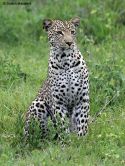 persianv.com-hayatevahsh_(586).jpg