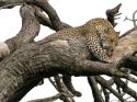 persianv.com-hayatevahsh_(609).jpg