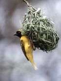 persianv.com-hayatevahsh_(921).jpg