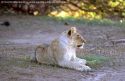 persianv.com-hayatevahsh_(960).jpg