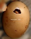 rooster-birth-002.jpg