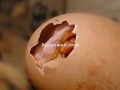 rooster-birth-003.jpg