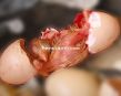 rooster-birth-004.jpg