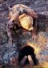 persianv.com.maar_(1)_w.jpg