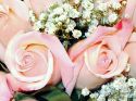 rose-persianv_(14).jpg