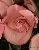 rose-persianv_(169).jpg