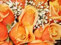 rose-persianv_(17).jpg