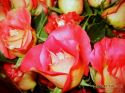 rose-persianv_(30).jpg