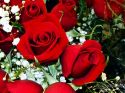 rose-persianv_(6).jpg