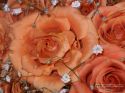 rose-persianv_(7).jpg