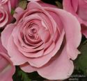 rose-persianv_(226).jpg