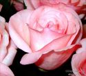 rose-persianv_(43).jpg