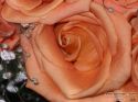 rose-persianv_(71).jpg