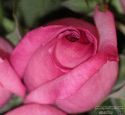 rose-persianv_(108).jpg