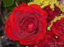 rose-persianv_(120).jpg