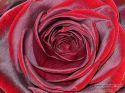 rose-persianv_(121).jpg