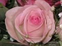 rose-persianv_(126).jpg
