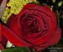 rose-persianv_(128).jpg