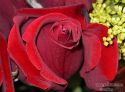rose-persianv_(131).jpg