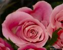 rose-persianv_(232).jpg
