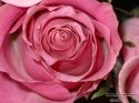rose-persianv_(235).jpg