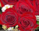 rose-persianv_(93).jpg