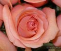 rose-persianv_(137).jpg