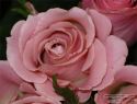 rose-persianv_(238).jpg