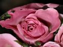 rose-persianv_(240).jpg