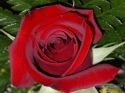 rose-persianv_(82).jpg