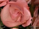rose-persianv_(179).jpg