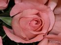 rose-persianv_(181).jpg