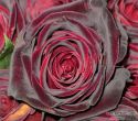 rose-persianv_(187).jpg