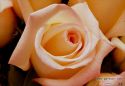 rose-persianv_(197).jpg
