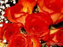 rose-persianv_(202).jpg